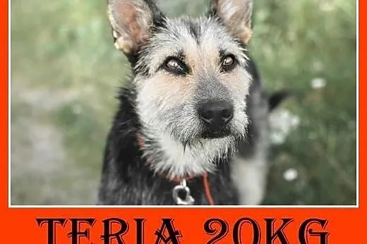 21kg,łagodna,sympatyczna,średnio aktywna suczka TERIA.Adopcja,  dolnośląskie Wrocław
