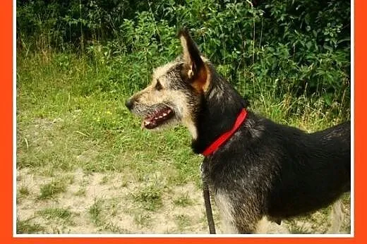 21kg,łagodna,sympatyczna,średnio aktywna suczka TE