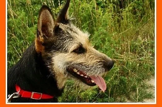 21kg,łagodna,sympatyczna,średnio aktywna suczka TE