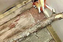 Sprzedam papugi rozele białolice