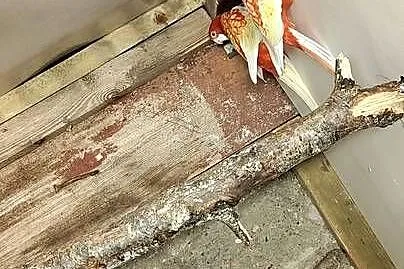 Sprzedam papugi rozele białolice