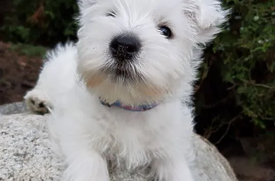 West Highland White Terrier - piesek z rodowodem Z, Chełmno