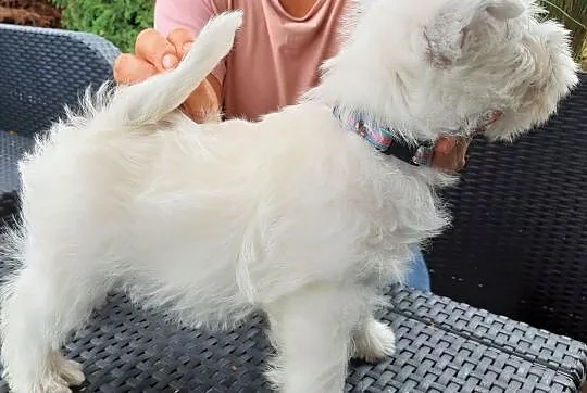 West Highland White Terrier - piesek z rodowodem Z, Chełmno