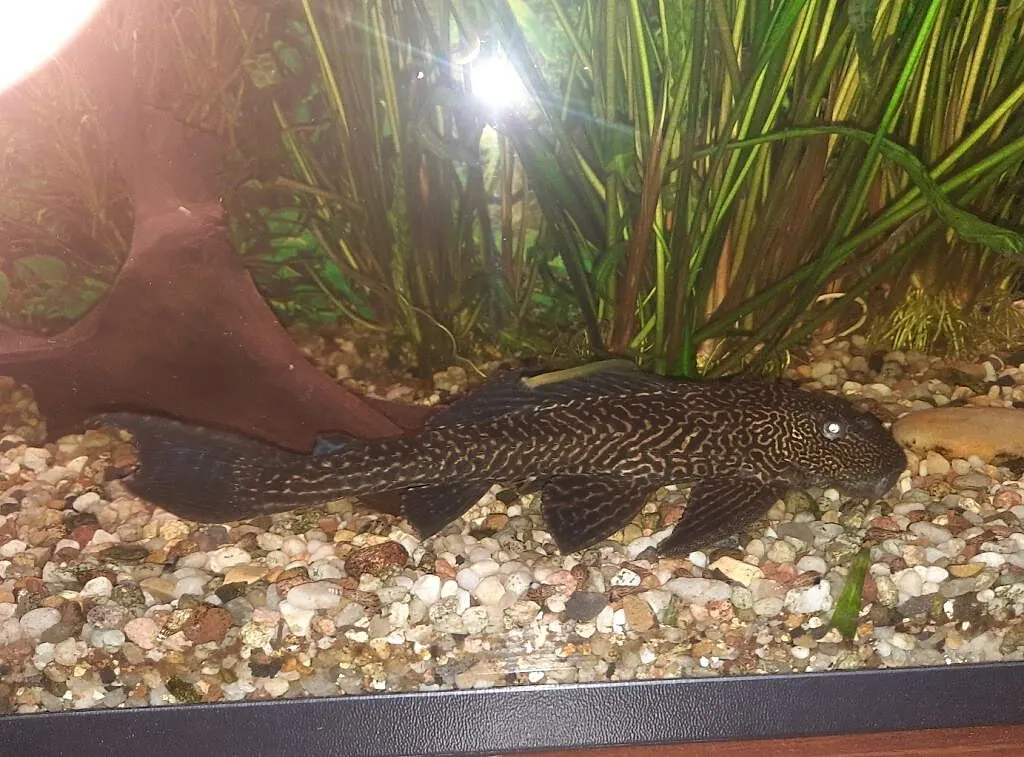 Sprzedam , Glonojad Plekostomus, Pomorskie, Gdynia