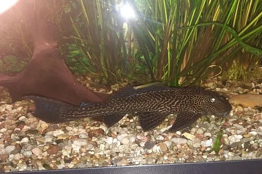 Sprzedam , Glonojad Plekostomus, Pomorskie, Gdynia