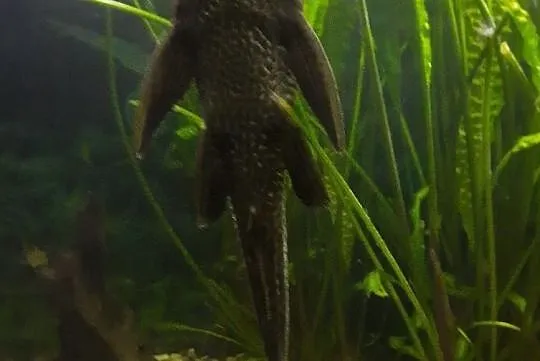Sprzedam , Glonojad Plekostomus, Pomorskie, Gdynia