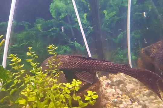 Sprzedam , Glonojad Plekostomus, Pomorskie, Gdynia
