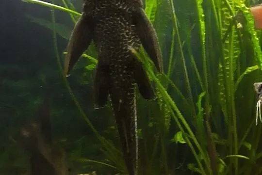 Sprzedam , Glonojad Plekostomus, Pomorskie, Gdynia