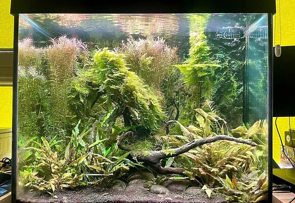 Akwarium Juwel Lido 120 z szafką i akcesoriami, Mazowieckie, Warszawa