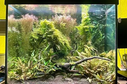Akwarium Juwel Lido 120 z szafką i akcesoriami, Mazowieckie, Warszawa