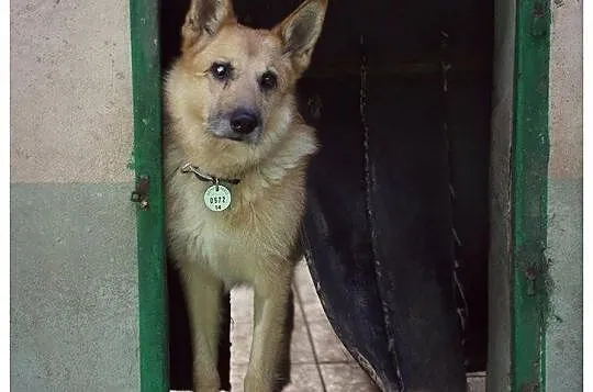 8 letni Brosmo jakby pogodzony ze swoim losem.Adoptuj!