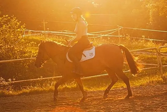 Konik do rekreacji i małego sportu, Tyczyn