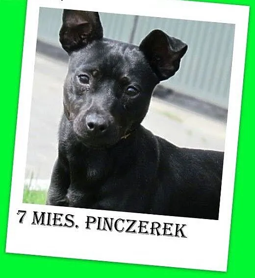 Pinczerek rasowy,7 mies. szczeniak,aktywny,wesoły