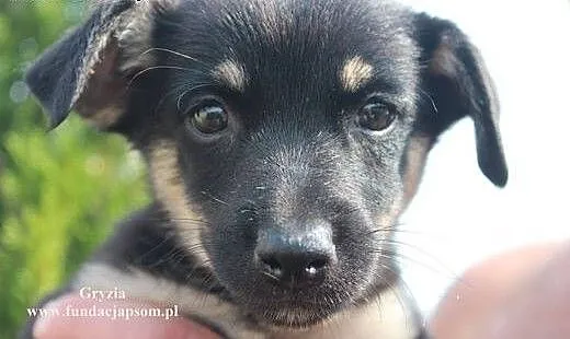 Gryzia- zaopiekuj się mną!, mazowieckie Nowy Dwór