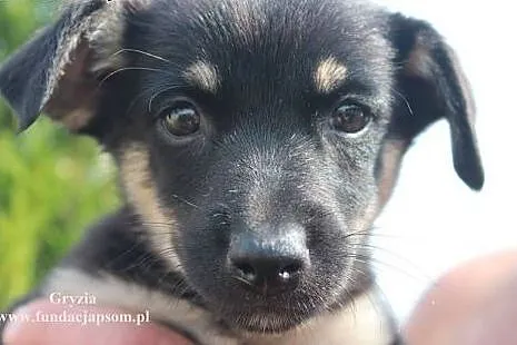 Gryzia- zaopiekuj się mną!,  mazowieckie Nowy Dwór