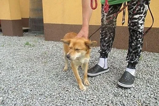 Nero ma około 3 lat jest bardzo dobrze ułożonym i spokojnym psiakiem,  dolnośląskie Wrocław