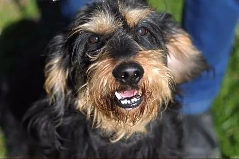 Fifi - super jamniś szorstkowłosy :),  warmińsko-m