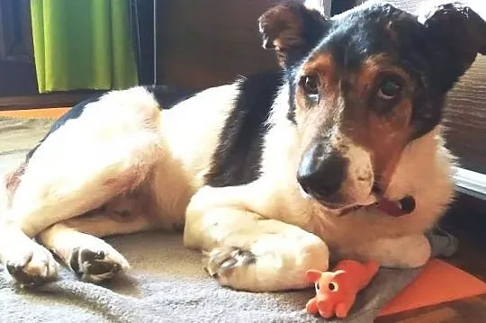 Przekreślony przez ludzi, bez szans na adopcję - Miłek, Mazowieckie, Warszawa