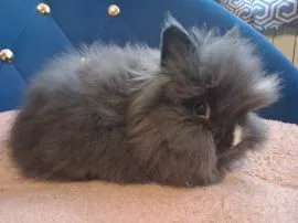 Królik miniaturka karzełek teddy samiec wiek 2 miesiące