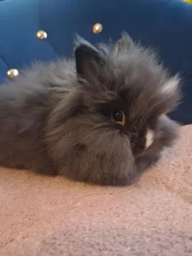 Królik miniaturka karzełek teddy samiec wiek 2 miesiące, , Sławków