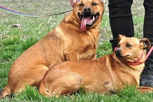Koksia i Sparciulka kochane, nieśmiałe, młode siostry ADOPCJA,  śląskie Katowice