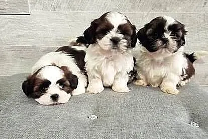 Shih Tzu pieski I suczka.