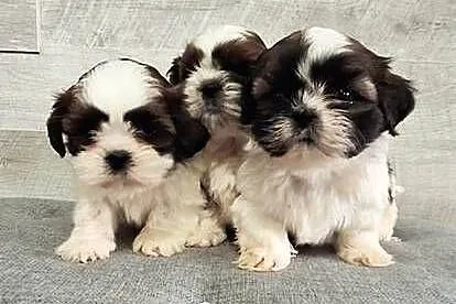 Shih Tzu pieski I suczka., Mazowieckie, Przysucha