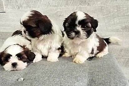 Shih Tzu pieski I suczka., Mazowieckie, Przysucha