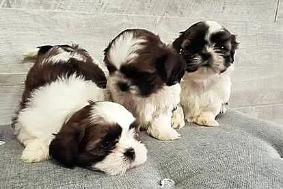 Shih Tzu pieski I suczka., Mazowieckie, Przysucha
