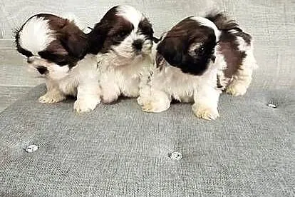 Shih Tzu pieski I suczka., Mazowieckie, Przysucha