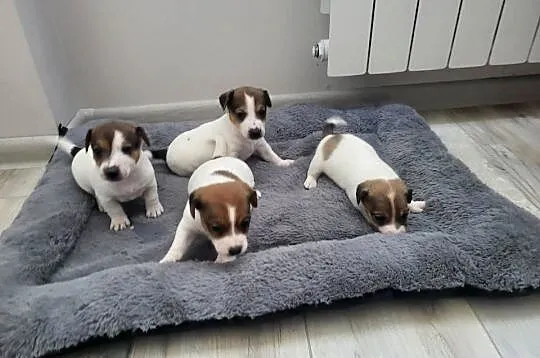 Jack Russell Terrier