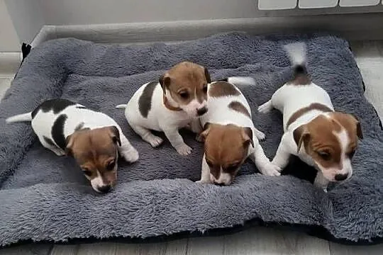 Jack Russell Terrier, Wielkopolskie, Nowy Dwór