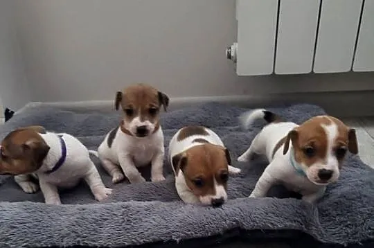 Jack Russell Terrier, Wielkopolskie, Nowy Dwór
