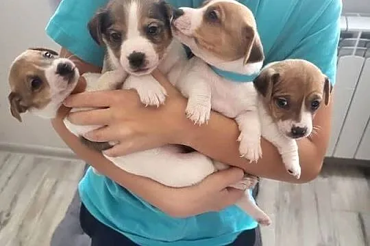 Jack Russell Terrier, Wielkopolskie, Nowy Dwór