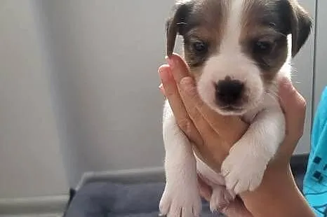 Jack Russell Terrier, Wielkopolskie, Nowy Dwór