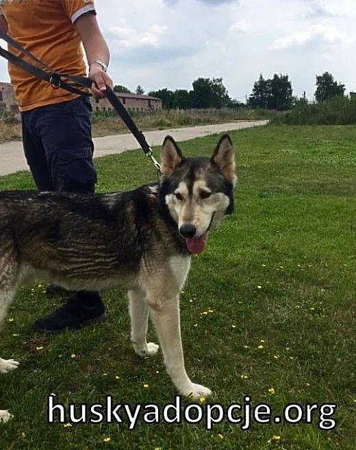 CHUCK- mądry i wesoły pies w typie rasy Alaskan Ma