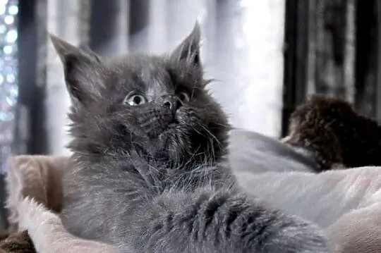 Maine Coon - kotki !, Dolnośląskie, Wińsko