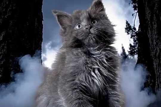 Maine Coon - kotki !, Dolnośląskie, Wińsko