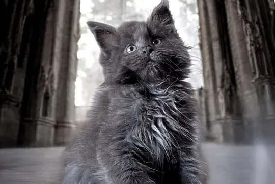 Maine Coon - kotki !, Dolnośląskie, Wińsko