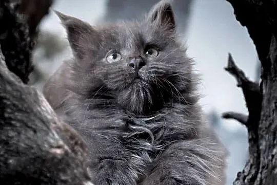 Maine Coon - kotki !, Dolnośląskie, Wińsko