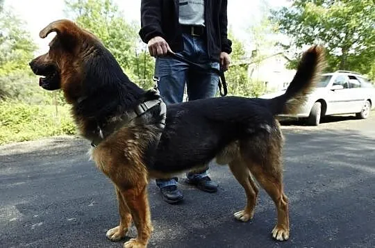 FADO - piękny pies po przejściach, szuka wyjątkowe