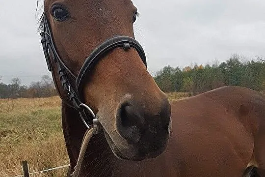 Sprzedam bądź zamienię klacz Małopolską, , 