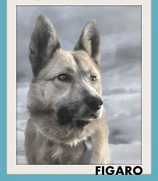 FIGARO,ofiara okrucieństwa,młody,średni,łagodny,wr