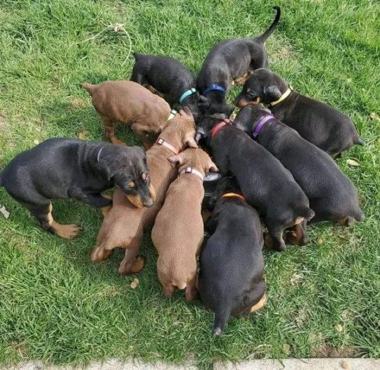 Kochające, słodkie szczenięta Dobermana czekają na nowe domy., Wielkopolskie, Leszno