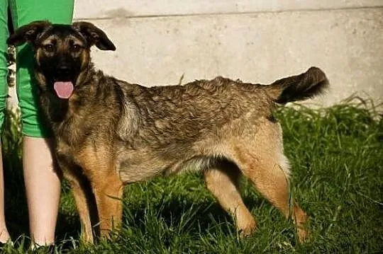 Tina - pozytywny wulkan energii, przyjazna suczka 