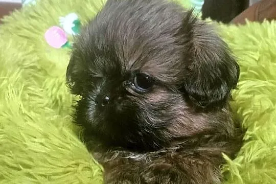 Shih tzu. FCI