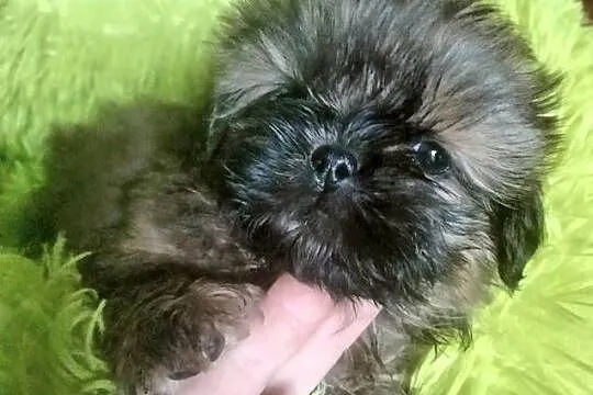 Shih tzu. FCI, Dolnośląskie, Wałbrzych