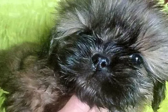 Shih tzu. FCI, Dolnośląskie, Wałbrzych