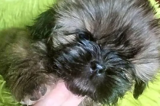 Shih tzu. FCI, Dolnośląskie, Wałbrzych