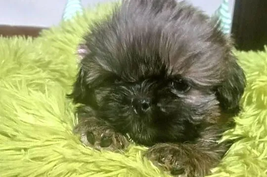 Shih tzu. FCI, Dolnośląskie, Wałbrzych